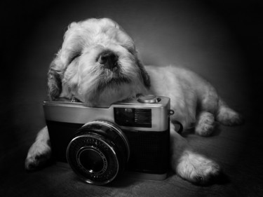 Fotografía titulada "cachorrinho.jpg" por Lucas Coe, Obra de arte original, Fotografía manipulada