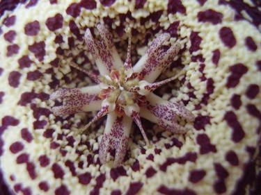 Fotografía titulada "Flor de cerca" por Lucía Iglesias, Obra de arte original