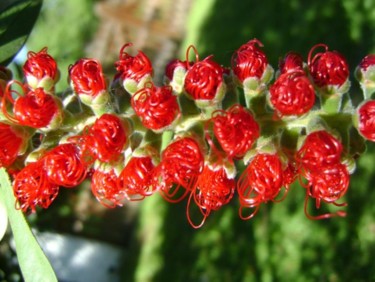 Fotografía titulada "Limpiabotellas flor…" por Lucía Iglesias, Obra de arte original