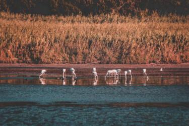 Fotografia intitulada "Flamingos" por Luciana Dias, Obras de arte originais, Fotografia digital