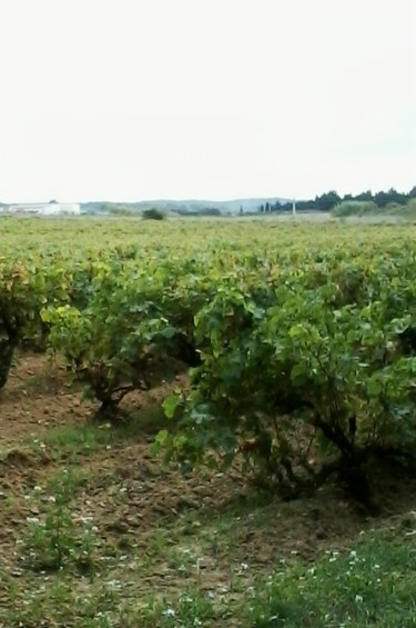 Photography titled "Vignoble" by Lucie Lucy, Original Artwork
