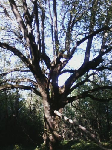 Photography titled "Arbre" by Lucie Lucy, Original Artwork