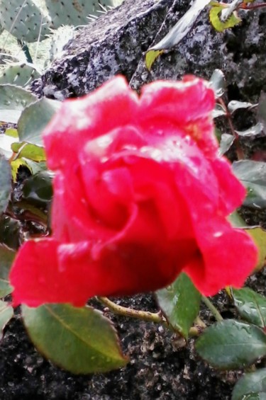 Photography titled "Rose" by Lucie Lucy, Original Artwork