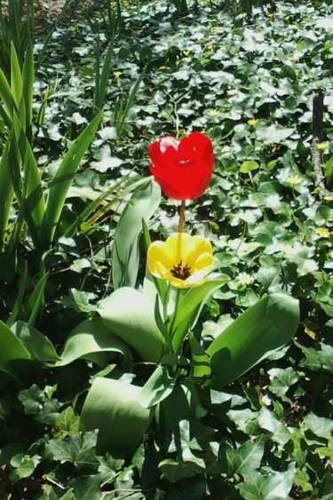Photography titled "Tulipes" by Lucie Lucy, Original Artwork