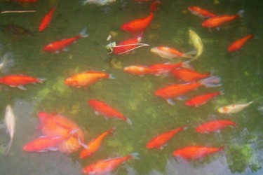 Photographie intitulée "Mes Poissons" par Lucie Lucy, Œuvre d'art originale