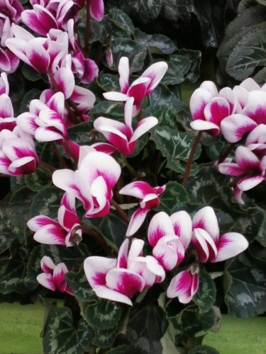 Photography titled "Cyclamen" by Lucie Lucy, Original Artwork