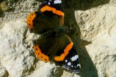 Photographie intitulée "Un Papillon" par Lucie Lucy, Œuvre d'art originale