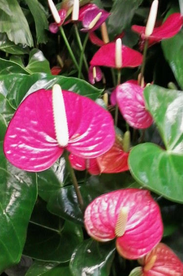 Photographie intitulée "Anthurium" par Lucie Lucy, Œuvre d'art originale