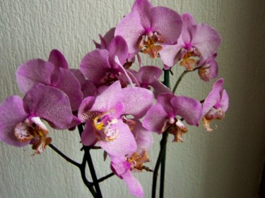 Photography titled "Orchidée" by Lucie Lucy, Original Artwork