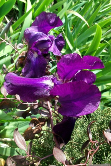 Photographie intitulée "Iris" par Lucie Lucy, Œuvre d'art originale