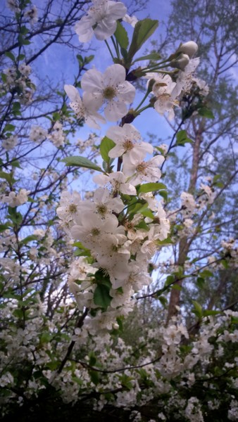 Photographie intitulée "Fleurs de Cerisier" par Lucie Lucy, Œuvre d'art originale