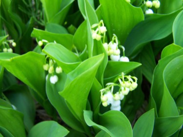 Photography titled "Muguet" by Lucie Lucy, Original Artwork