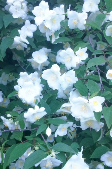 Photographie intitulée "Philadelphus" par Lucie Lucy, Œuvre d'art originale