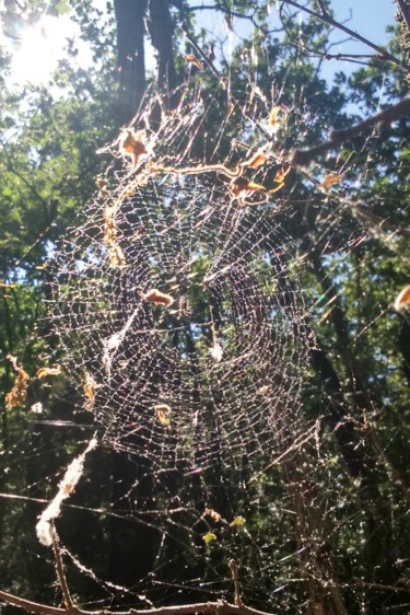 Photographie intitulée "Une Toile d'Araignée" par Lucie Lucy, Œuvre d'art originale