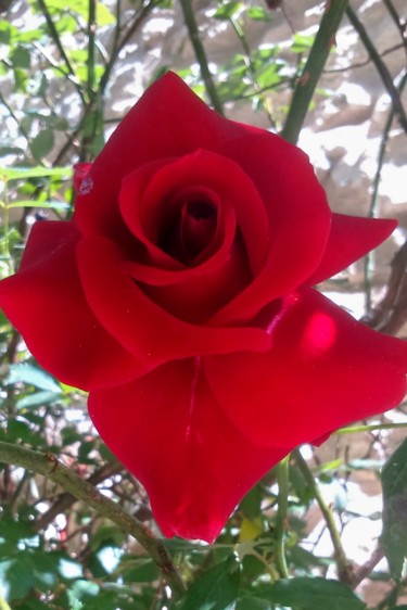 Photographie intitulée "Rose rouge" par Lucie Lucy, Œuvre d'art originale