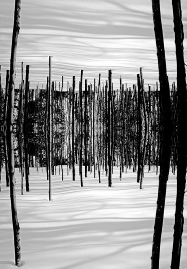 Photographie intitulée "Forêt enchantée" par Lucien Duhamel, Œuvre d'art originale, Photographie numérique