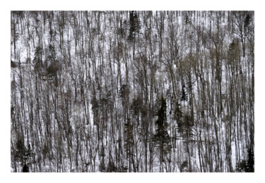 Photography titled "La forêt" by Lucien Duhamel, Original Artwork, Digital Photography