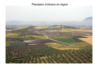 Fotografía titulada "Plantation" por Lucien Duhamel, Obra de arte original, Fotografía digital