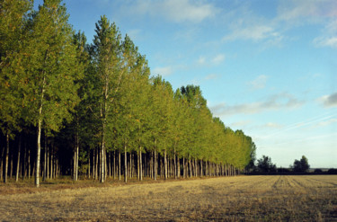 Photography titled "Chemins de Composte…" by Lucien Duhamel, Original Artwork