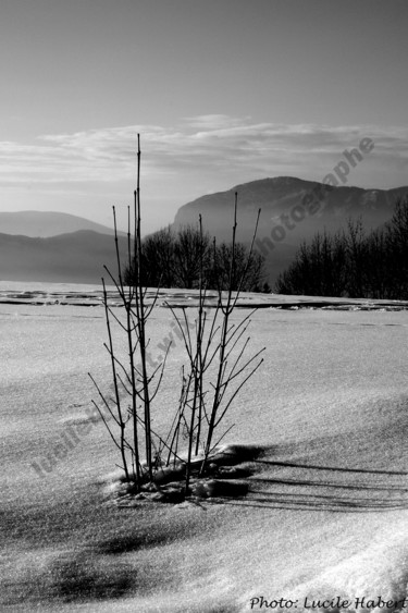 Photographie intitulée "champlaurent" par Lucile Habert, Œuvre d'art originale