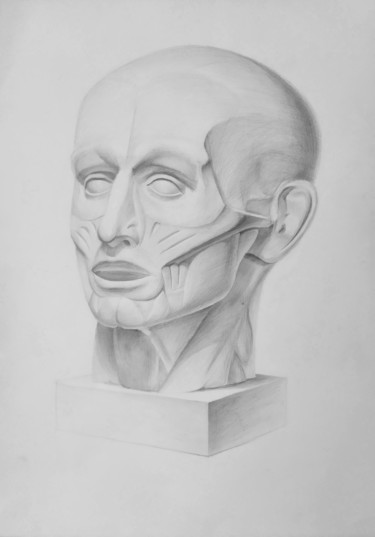 Rysunek zatytułowany „Head Muscles” autorstwa Lucy Sodel, Oryginalna praca, Ołówek