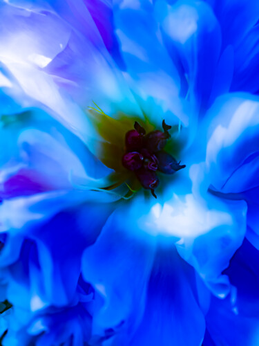 Photography titled "FLOWERINBLUE-9143" by Ludoroy, Original Artwork, Digital Photography