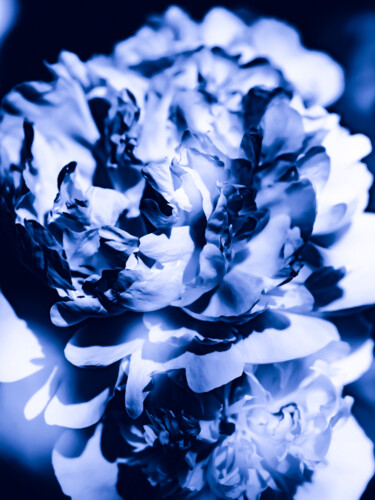 Fotografie getiteld "FLOWER IN BLUE #9131" door Ludoroy, Origineel Kunstwerk, Digitale fotografie