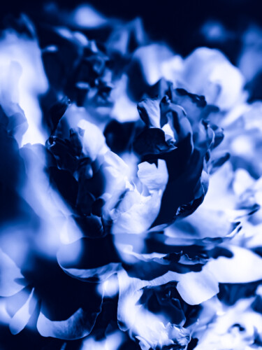 Photography titled "FLOWER IN BLUE #9133" by Ludoroy, Original Artwork, Digital Photography