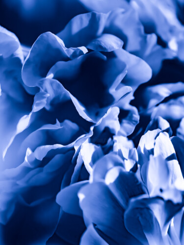 Fotografia intitolato "FLOWER IN BLUE #9137" da Ludoroy, Opera d'arte originale, Fotografia digitale