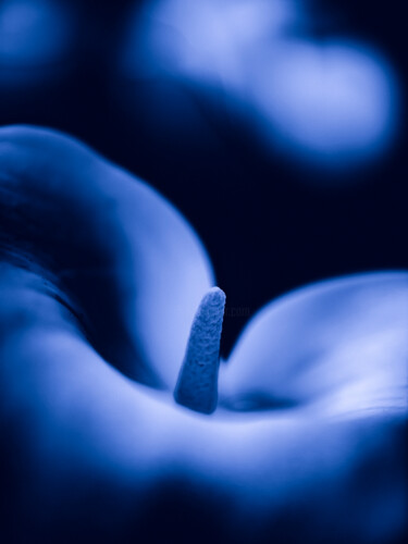 Photographie intitulée "FLOWERINBLUE-9425" par Ludoroy, Œuvre d'art originale, Photographie numérique