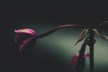 Fotografie getiteld "Orchidée Sauvage" door Ludovic Miath, Origineel Kunstwerk, Digitale fotografie