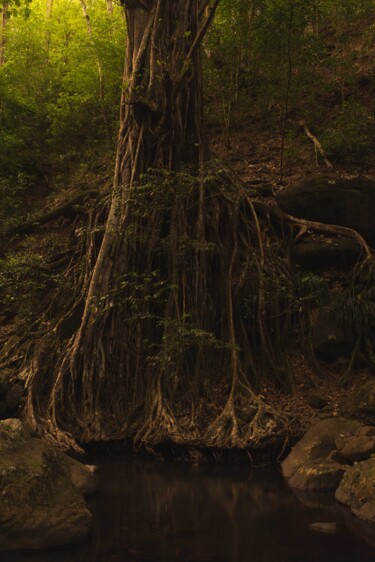 Fotografía titulada "Racines" por Ludovic Miath, Obra de arte original, Fotografía digital