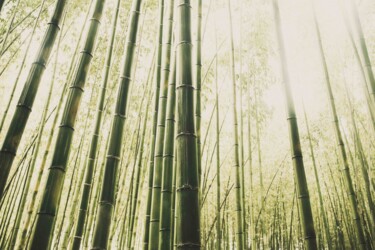 Photography titled "Forêt de Bambou" by Ludovic Miath, Original Artwork, Digital Photography