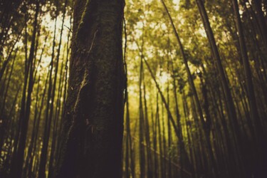 Photographie intitulée "Forêt de Bambou de…" par Ludovic Miath, Œuvre d'art originale, Photographie numérique