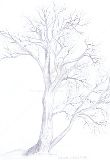 Zeichnungen mit dem Titel "Weidenbaum Studie D…" von Luethi Alias Abdelghafar, Original-Kunstwerk, Bleistift