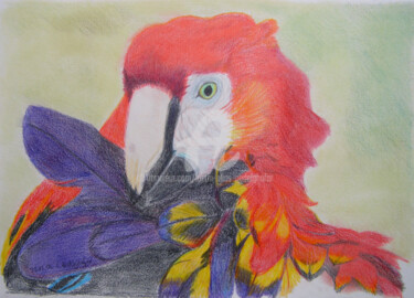 Zeichnungen mit dem Titel "Papagei" von Luethi Alias Abdelghafar, Original-Kunstwerk, Conté-Buntstifte