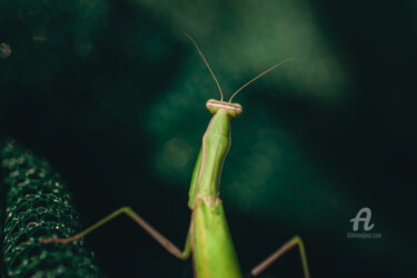 Fotografia intitolato "Mantis" da Luigi Veggetti, Opera d'arte originale, Fotografia digitale