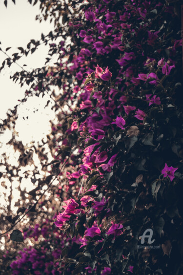 Photography titled "Purple Flowers" by Luigi Veggetti, Original Artwork, Digital Photography