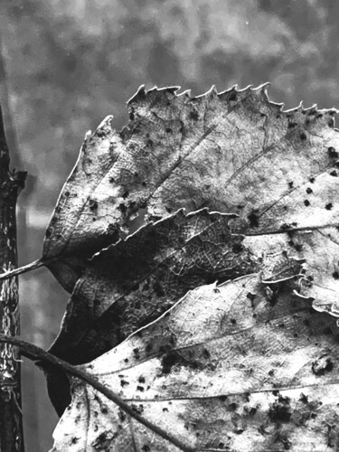 Fotografia intitulada "tres hojas" por Luisa Grau, Obras de arte originais, Fotografia digital