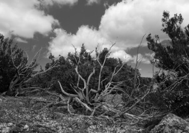 Fotografia intitulada "Em direção ao Céu" por Luís Da Cunha Pais, Obras de arte originais, Fotografia digital