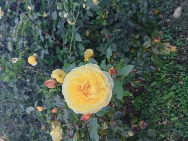 Фотография под названием "rose jaune" - Luminavi Katia, Подлинное произведение искусства, Цифровая фотография