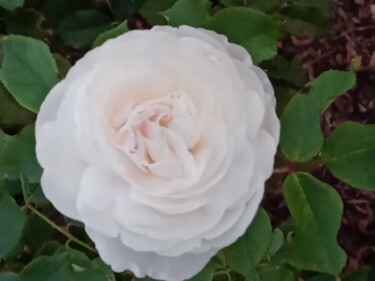 Фотография под названием "rose blanche" - Luminavi Katia, Подлинное произведение искусства, Цифровая фотография