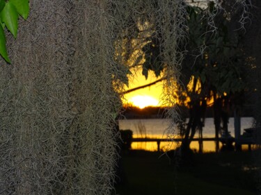 Photography titled "SPANISH MOSS CURTAI…" by Lupe Rocha, Original Artwork