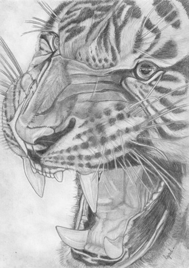 Dessin intitulée "le Tigre" par Eric Schroedel, Œuvre d'art originale, Graphite