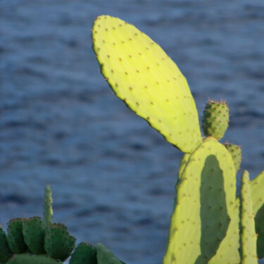 Cactus Image de profil Grand
