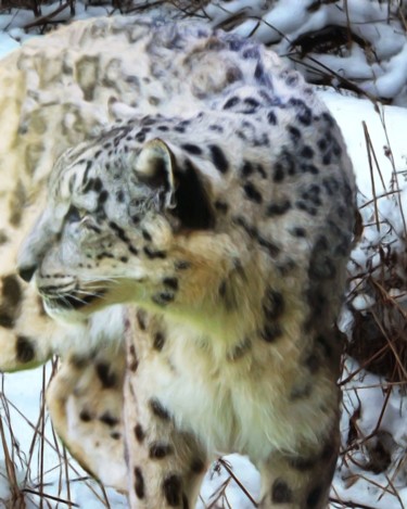 Digital Arts titled "Snow Leopard In The…" by Lynn A Marie, Original Artwork, Digital Painting