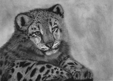 Tekening getiteld "Snow Leopard Cub" door Lynton Bolton, Origineel Kunstwerk, Houtskool