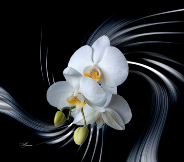 Digitale Kunst mit dem Titel "Danse d'une orchidé…" von Lysadie, Original-Kunstwerk, Digitale Fotografie