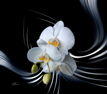 Arts numériques intitulée "Danse de l'orchidée" par Lysadie, Œuvre d'art originale, Photographie manipulée