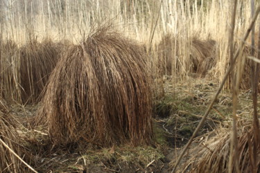 Fotografie mit dem Titel "Przed wiosną" von Marek Nape, Original-Kunstwerk, Nicht bearbeitete Fotografie